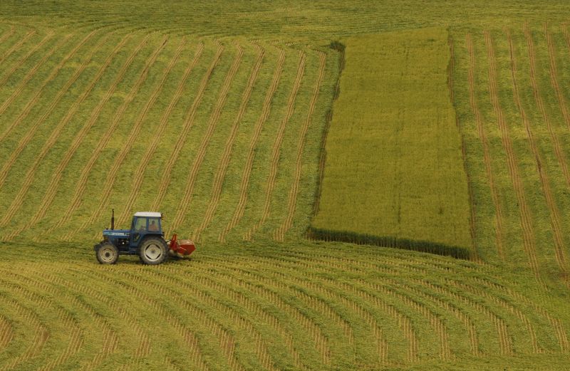 Improves soil and growth