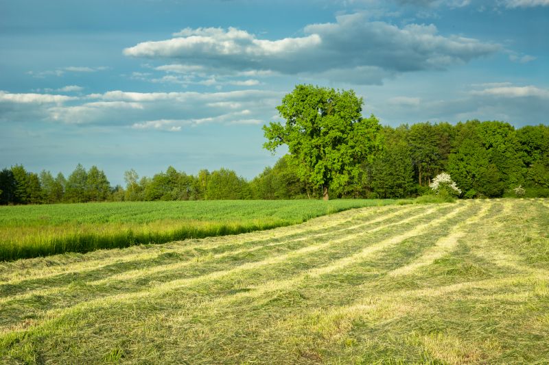 Scenic Meadow Landscape