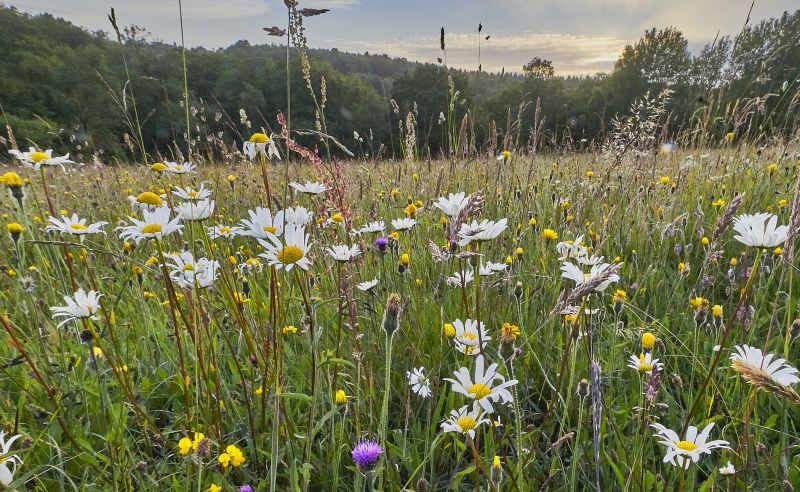 Autumn Meadow Preparation